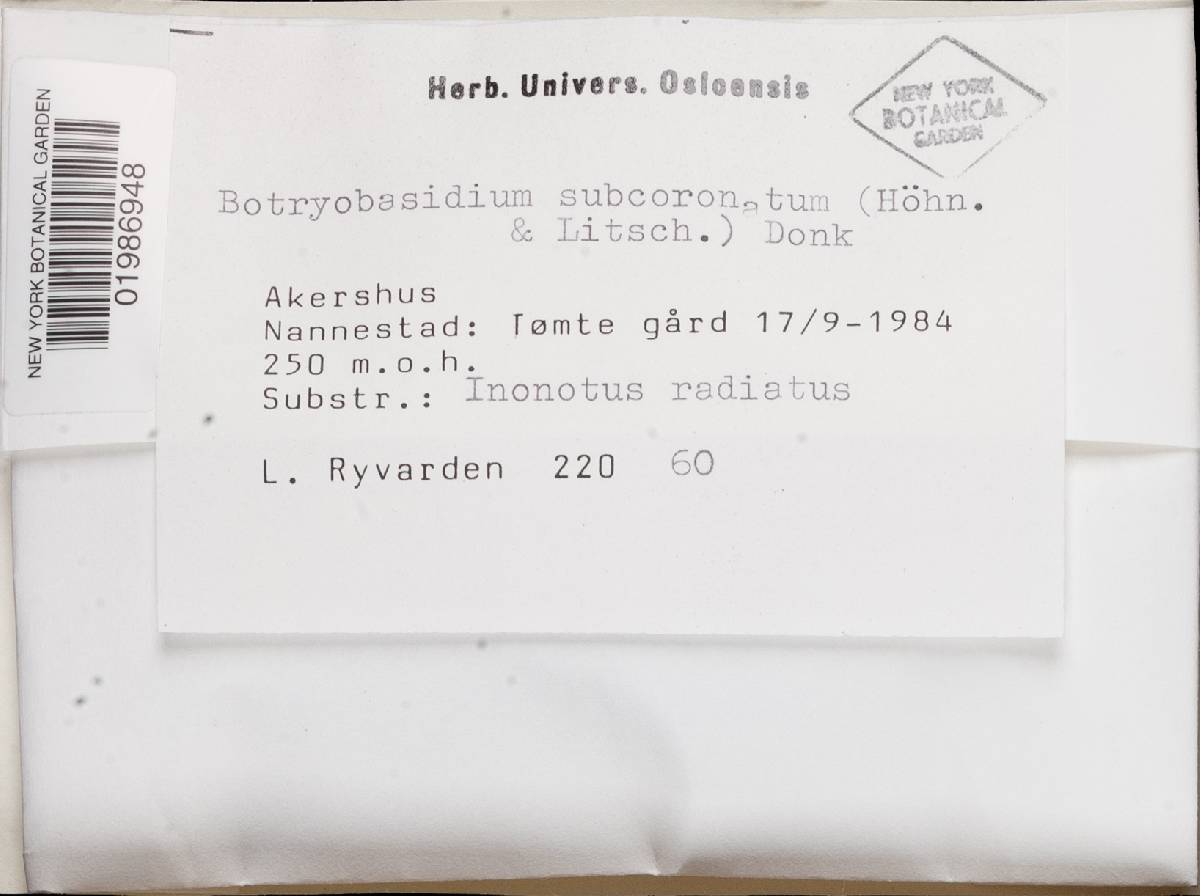 Botryobasidium subcoronatum image