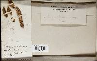 Chondrostereum purpureum image