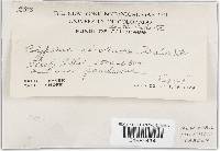 Trichaptum abietinum image