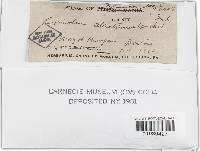 Trichaptum abietinum image