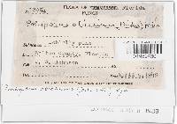 Trichaptum abietinum image