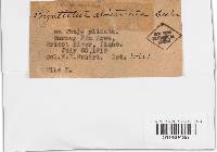 Trichaptum abietinum image