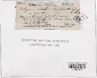Trichaptum abietinum image