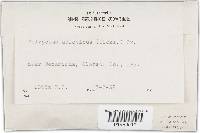Trichaptum abietinum image