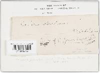 Trichaptum abietinum image