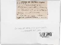 Trichaptum abietinum image