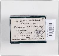 Trichaptum abietinum image