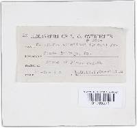 Trichaptum abietinum image