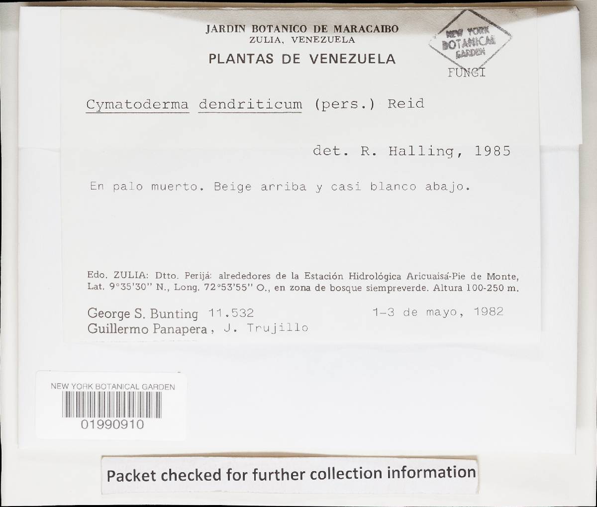 Cymatoderma dendriticum image