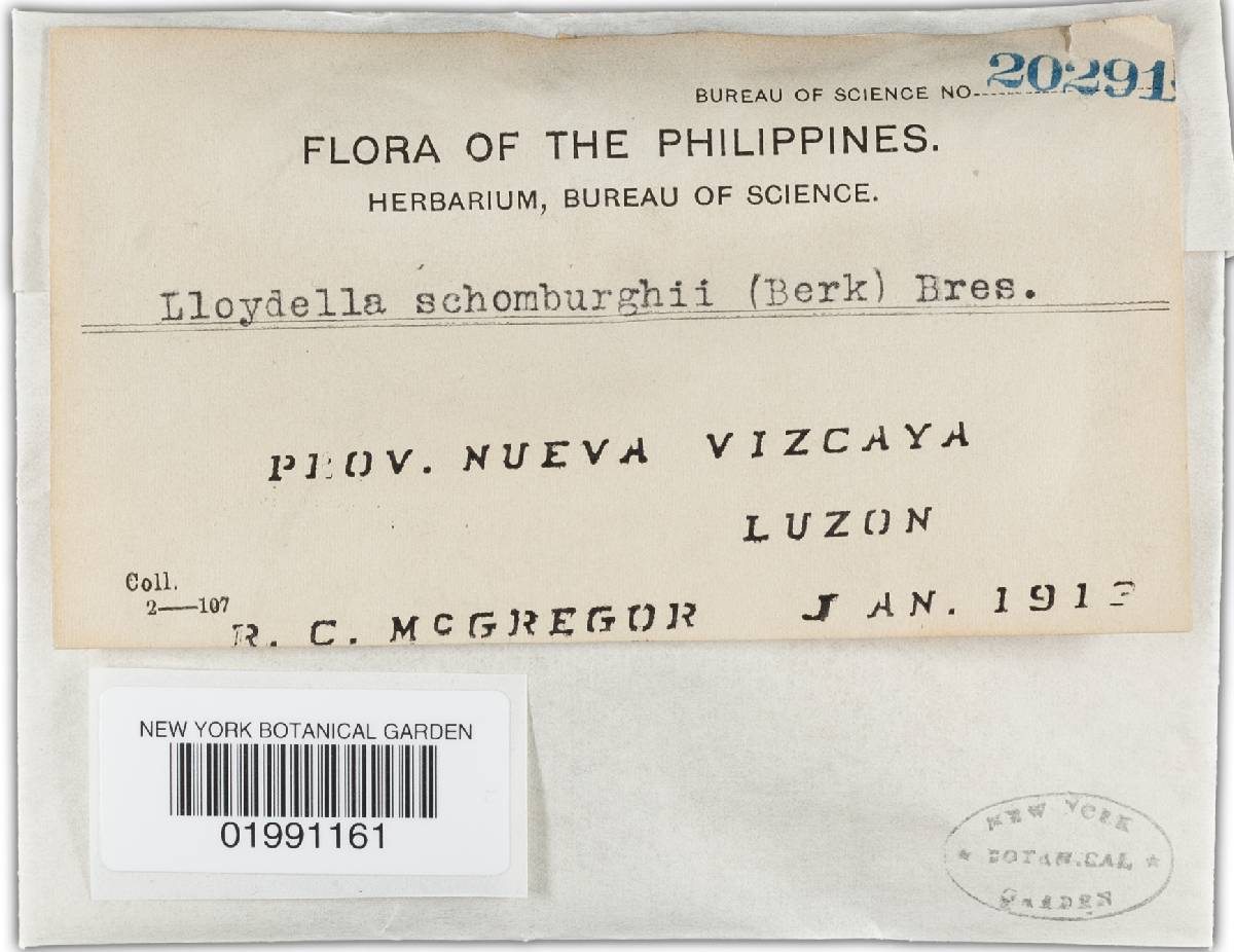 Duportella schomburgkii image