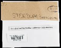 Stereum striatum image