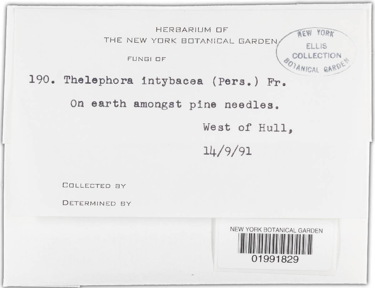 Thelephora intybacea image