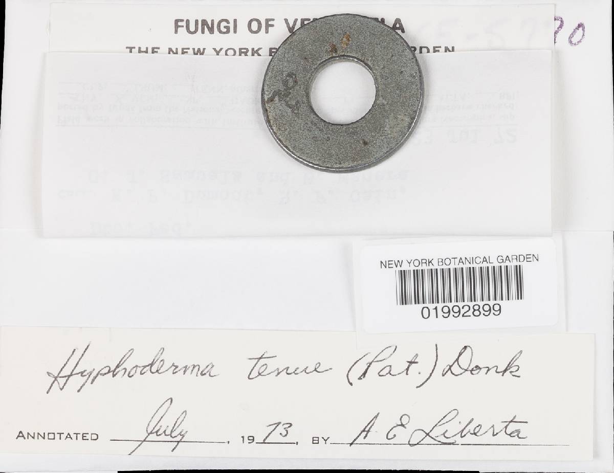 Hyphoderma tenue image