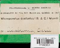Microporellus dealbatus image
