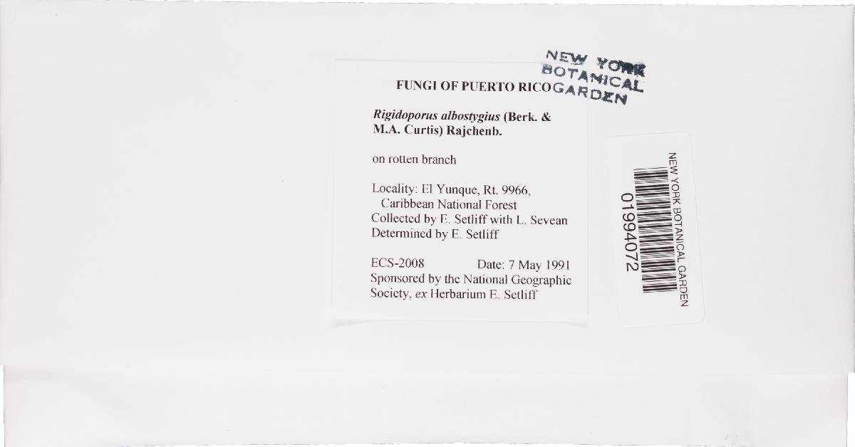 Rigidoporus vinctus image
