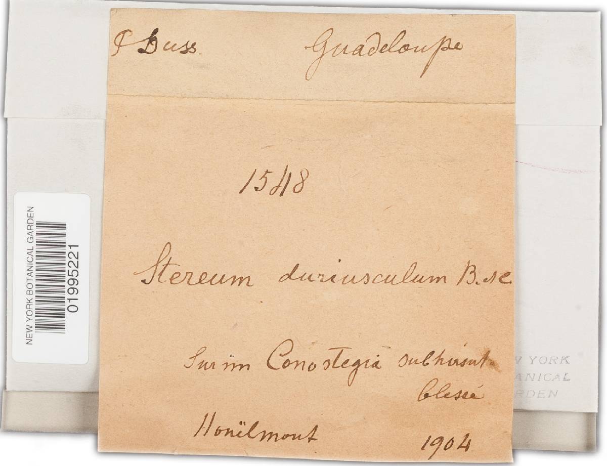 Scytinostroma duriusculum image
