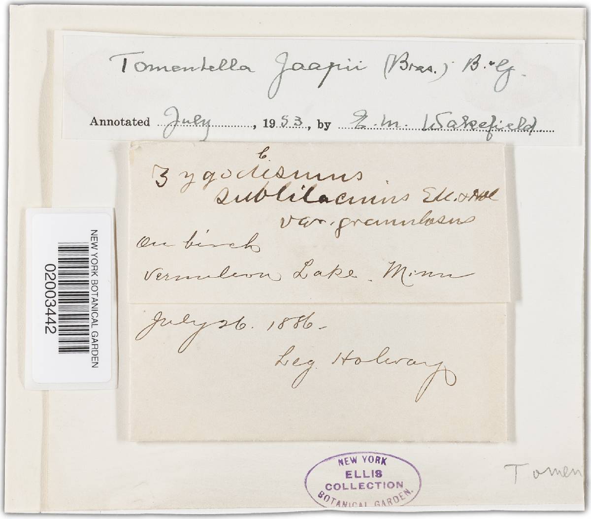 Tomentella coerulea image