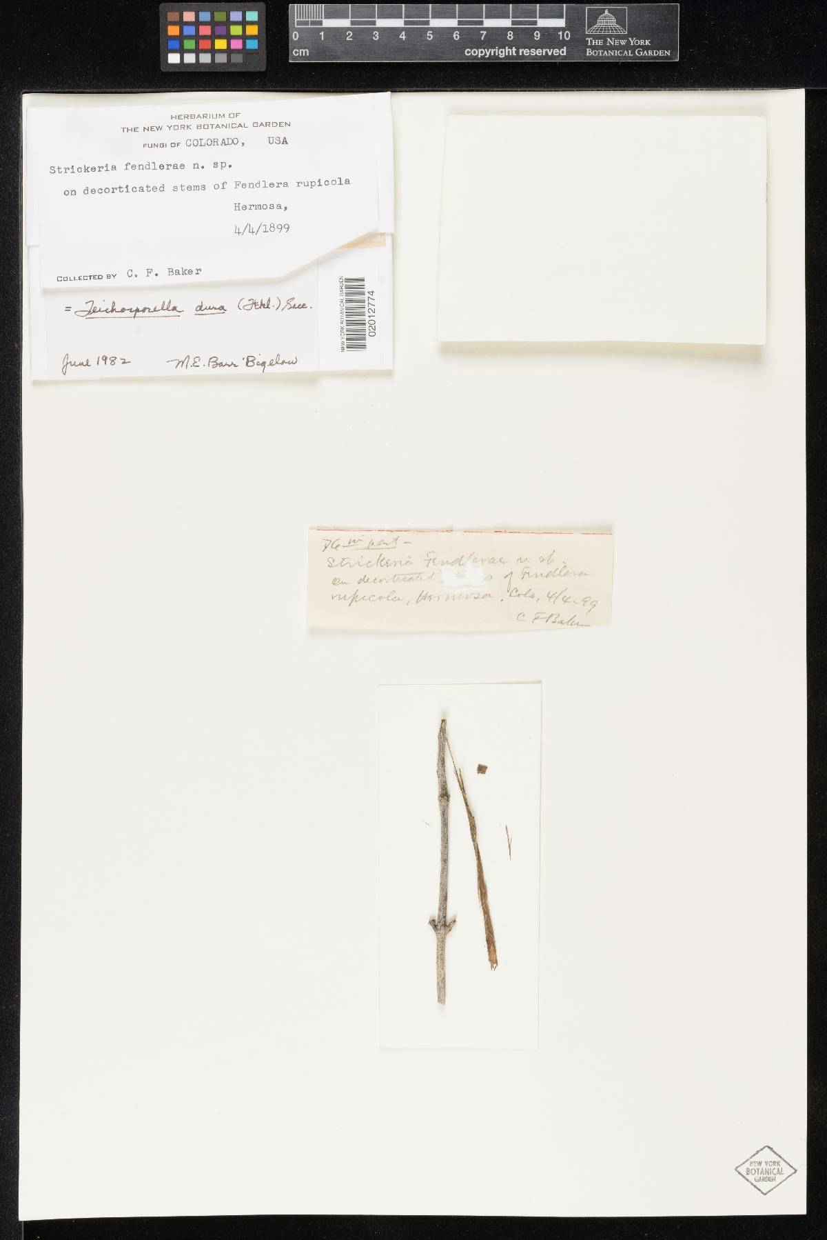 Strickeria fendlerae image