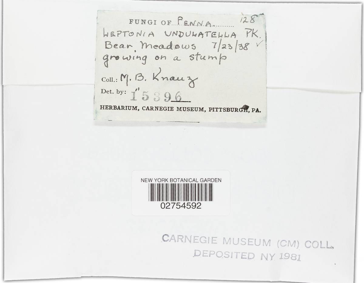 Leptonia undulatella image