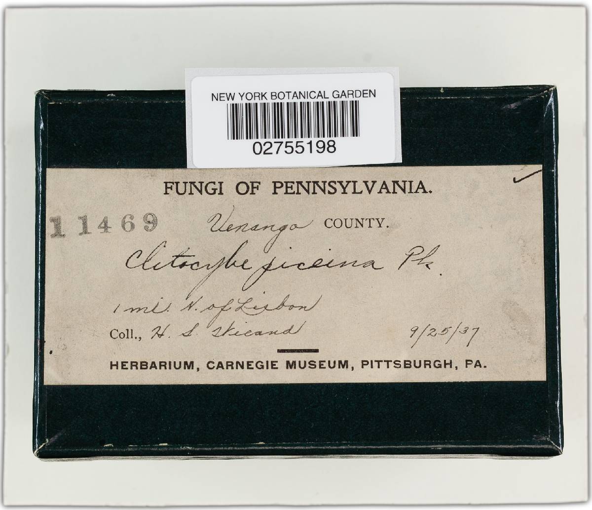 Leucopaxillus cerealis image