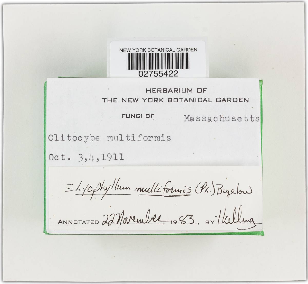 Lyophyllum multiforme image