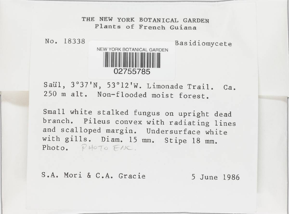 Marasmiellus coilobasis image