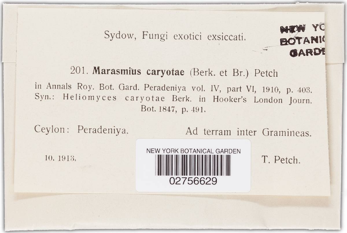 Marasmius caryotae image