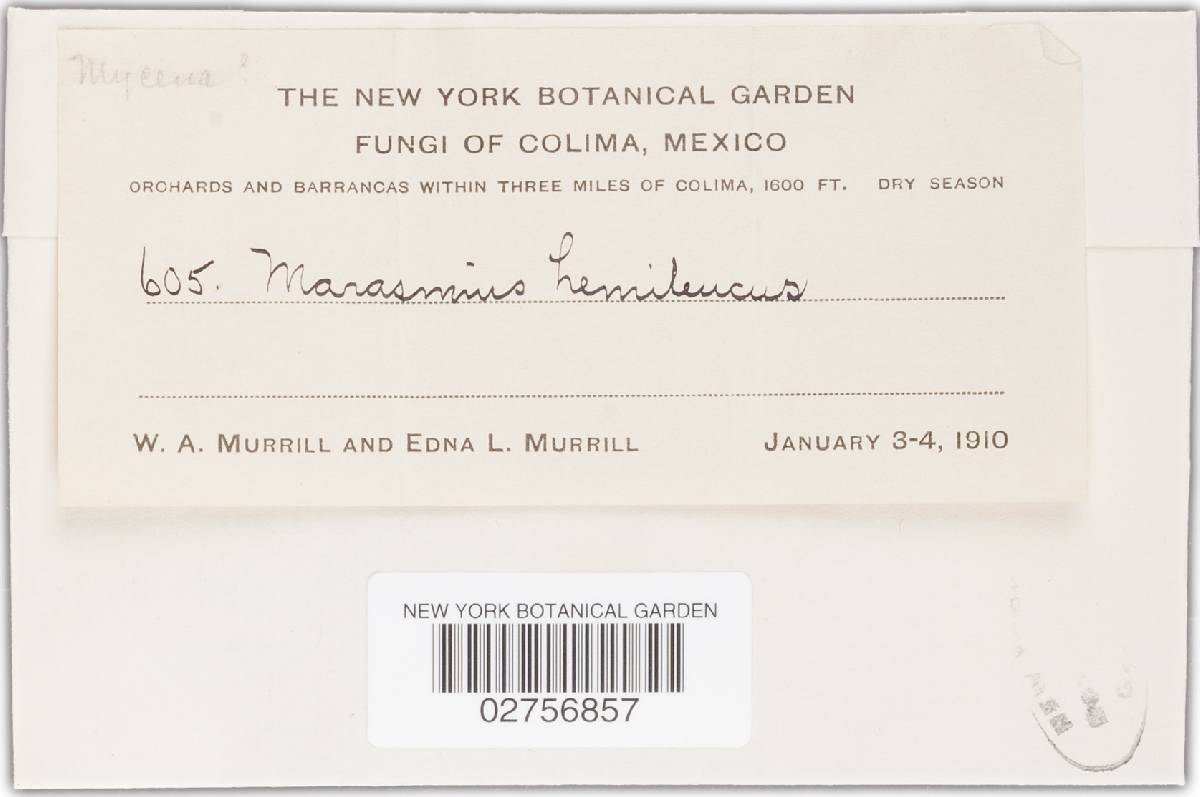 Marasmius hemileucus image
