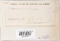 Marasmius siccus image