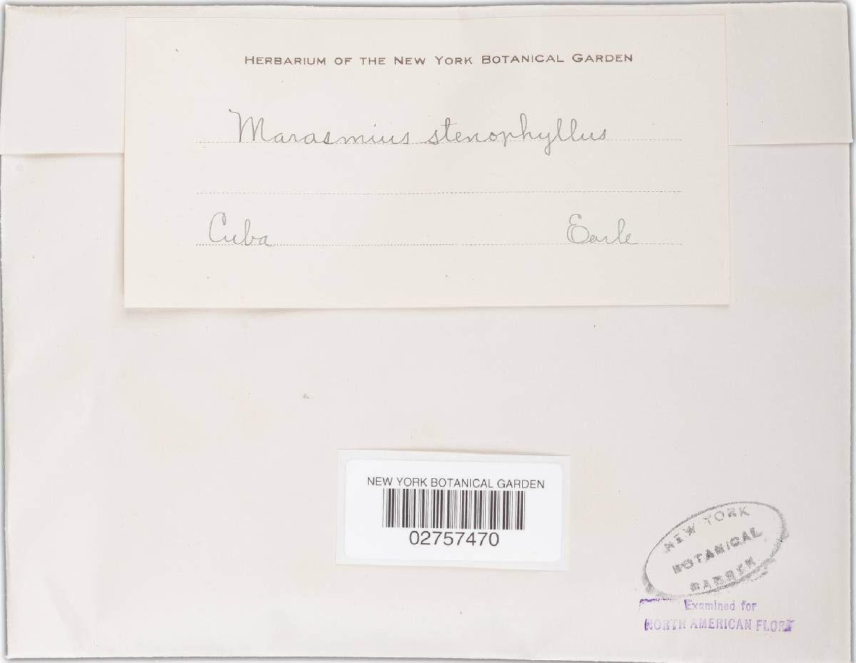 Marasmius stenophyllus image
