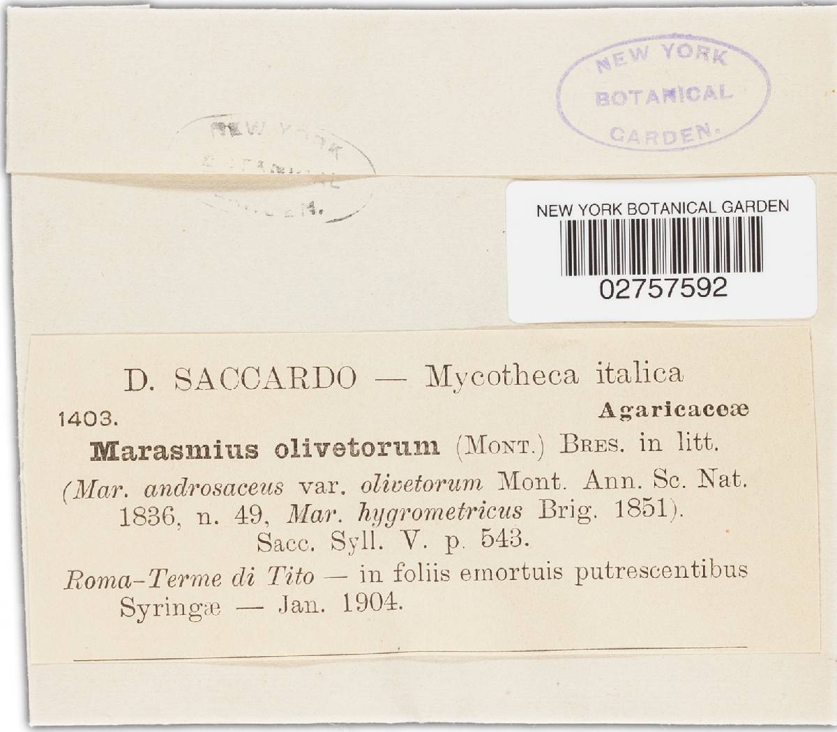 Marasmius olivetorum image