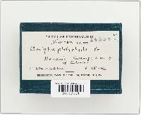 Megacollybia platyphylla image