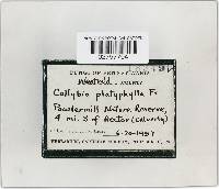Megacollybia platyphylla image