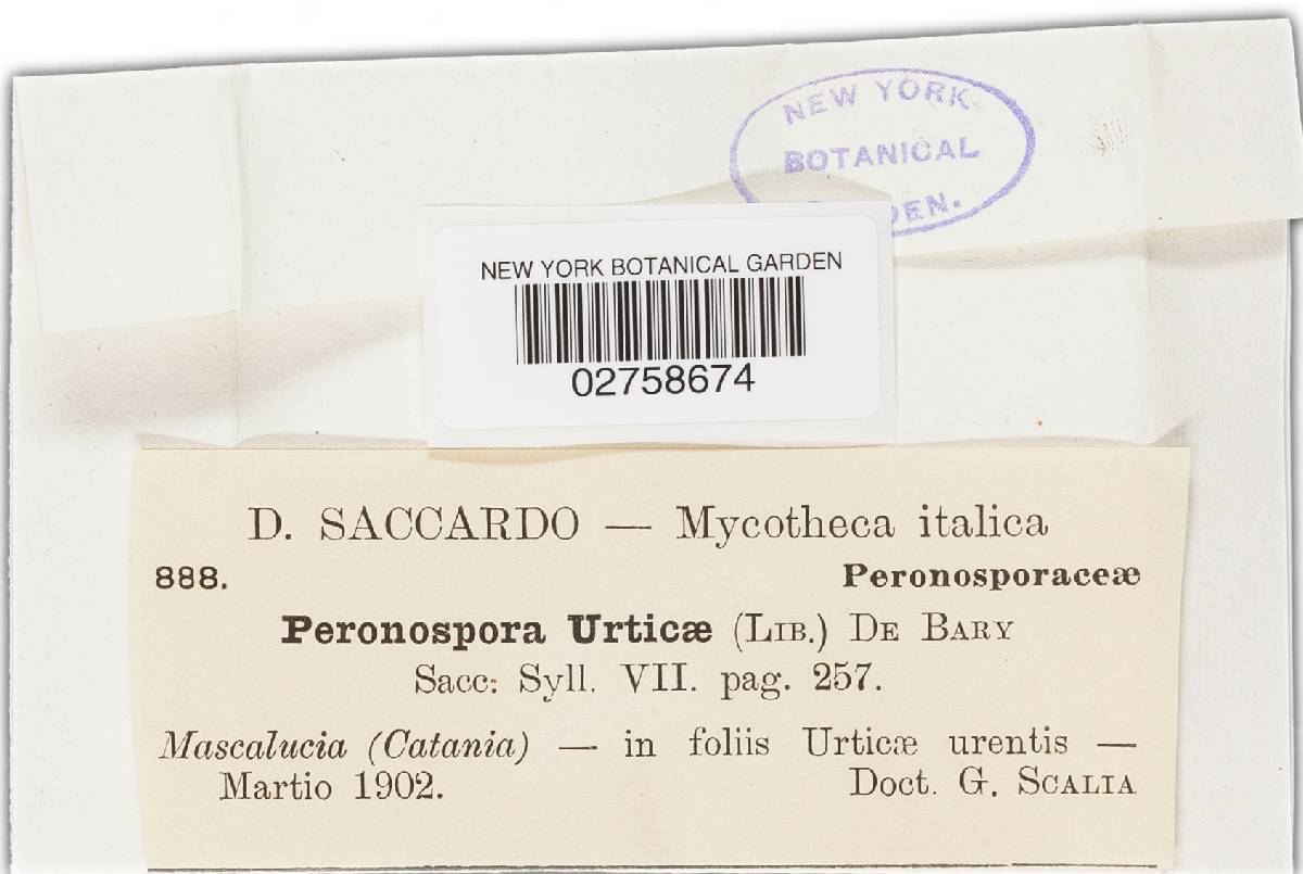 Pseudoperonospora urticae image