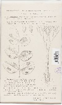 Peronospora viciae image