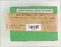 Mycenastrum corium image