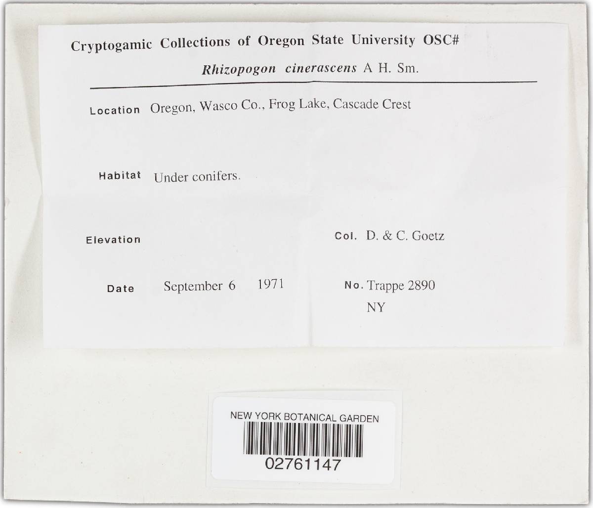 Rhizopogon cinerascens image