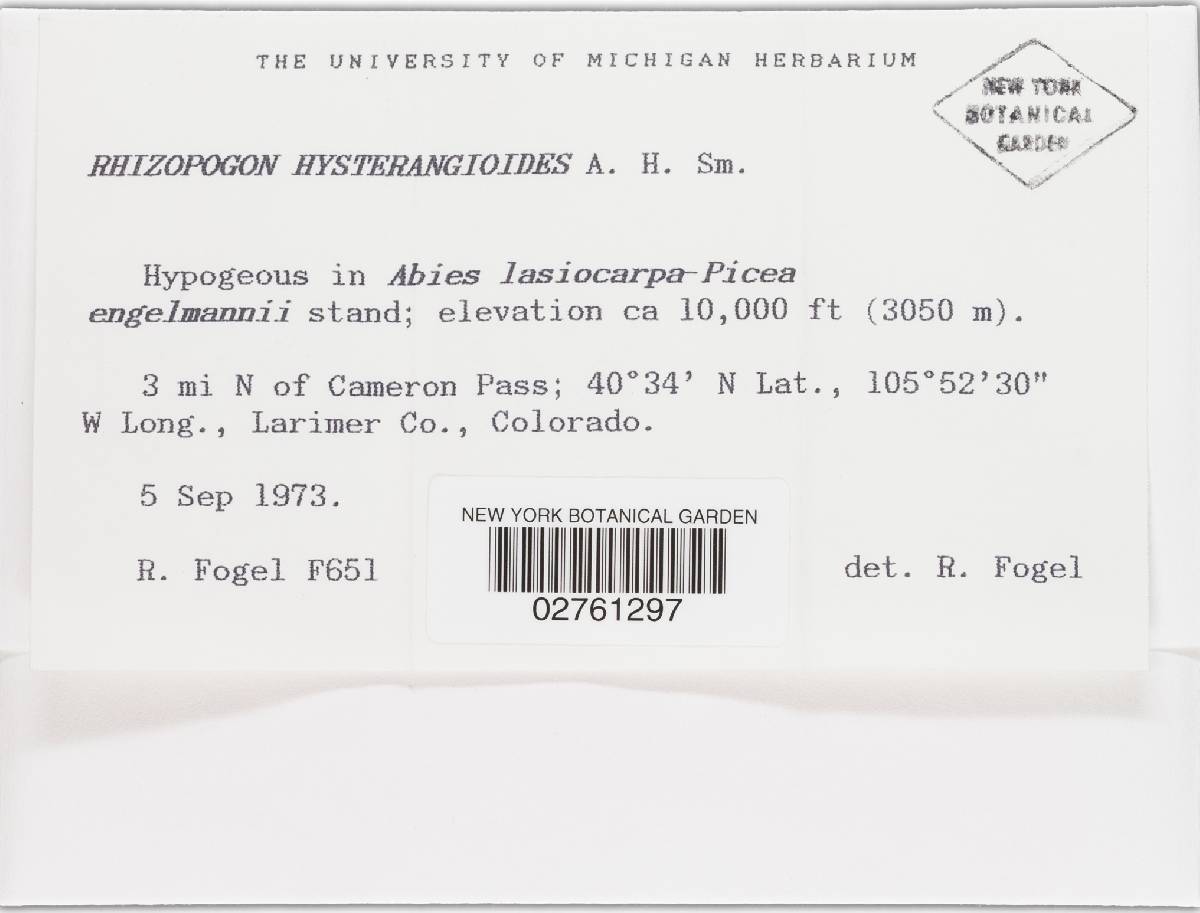 Rhizopogon hysterangioides image