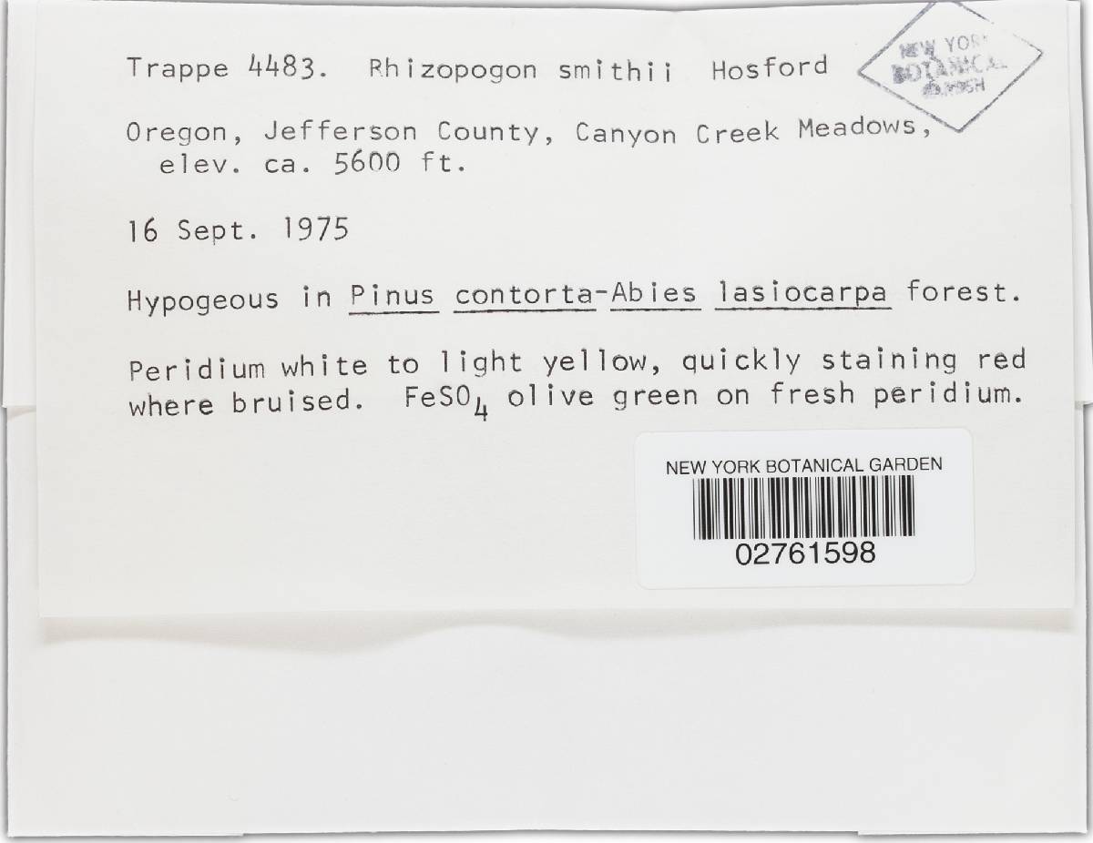 Rhizopogon smithii image