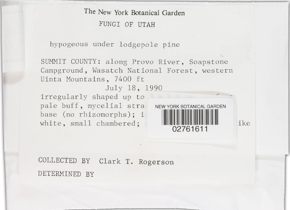 Rhizopogon subcaerulescens image