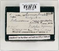 Scleroderma bovista image