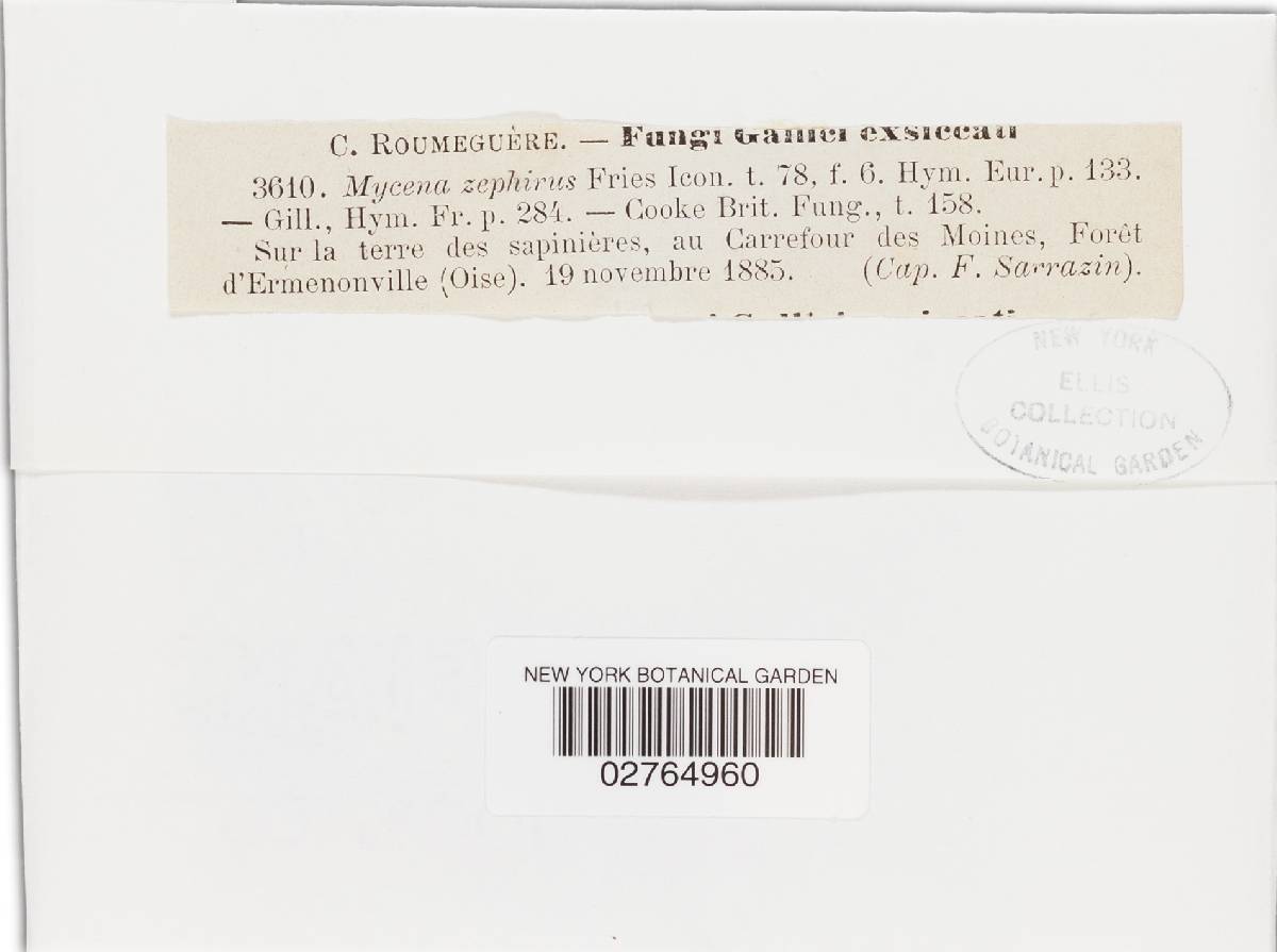 Mycena zephirus image