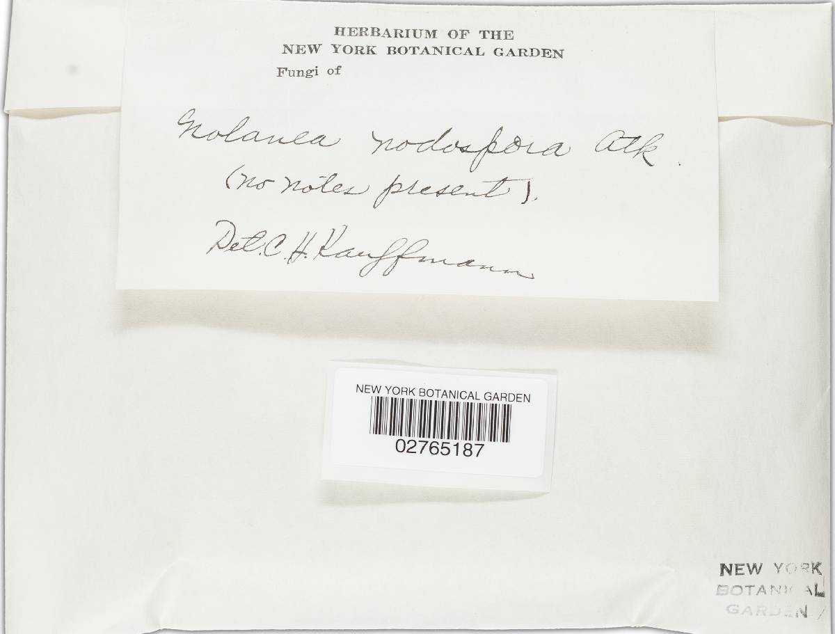 Nolanea nodospora image
