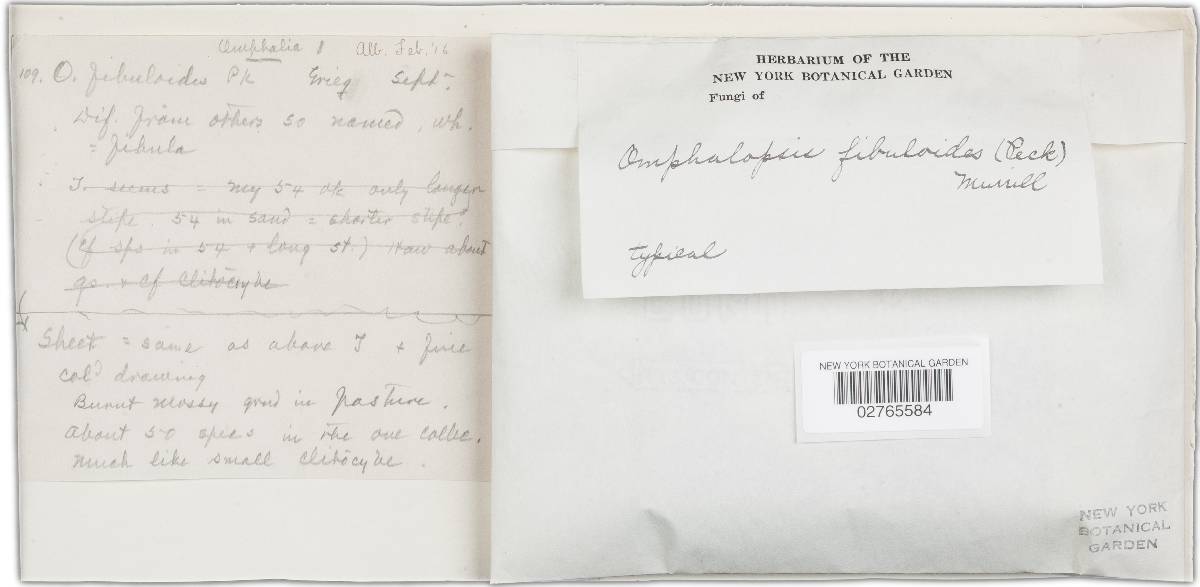 Omphalopsis fibuloides image
