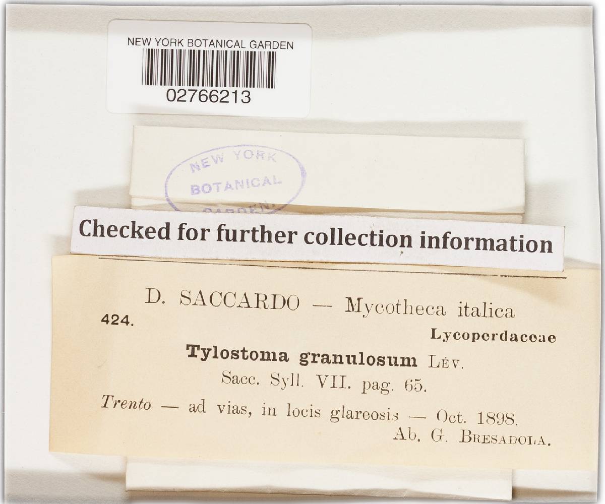 Tulostoma granulosum image