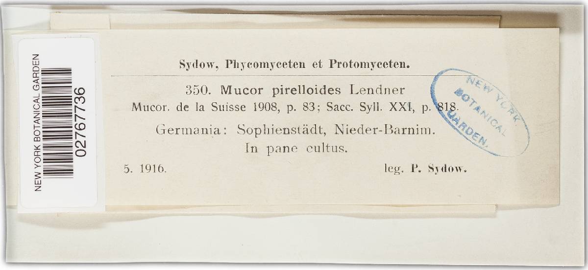 Pirella circinans image