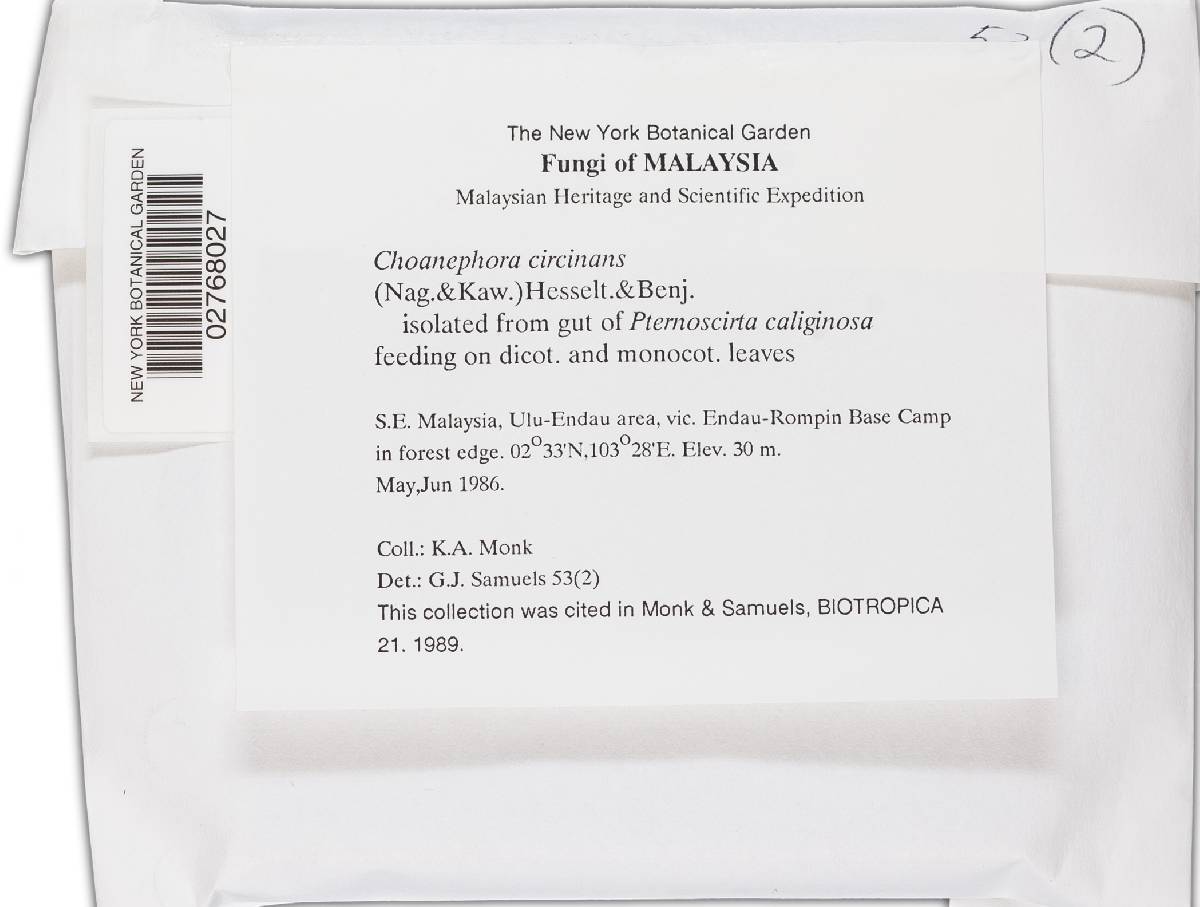 Poitrasia circinans image