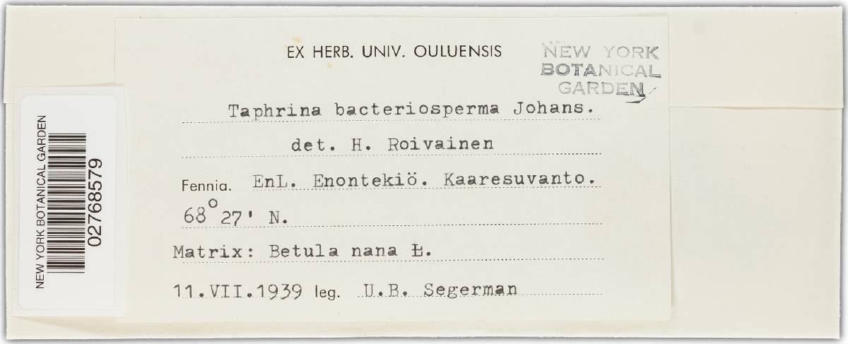 Taphrina bacteriosperma image