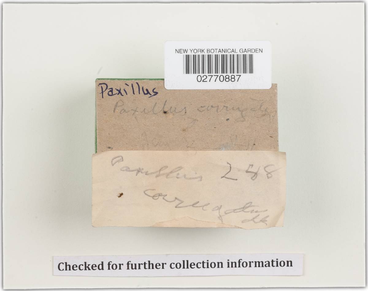 Paxillus corrugatus image