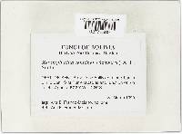 Xeromphalina tenuipes image